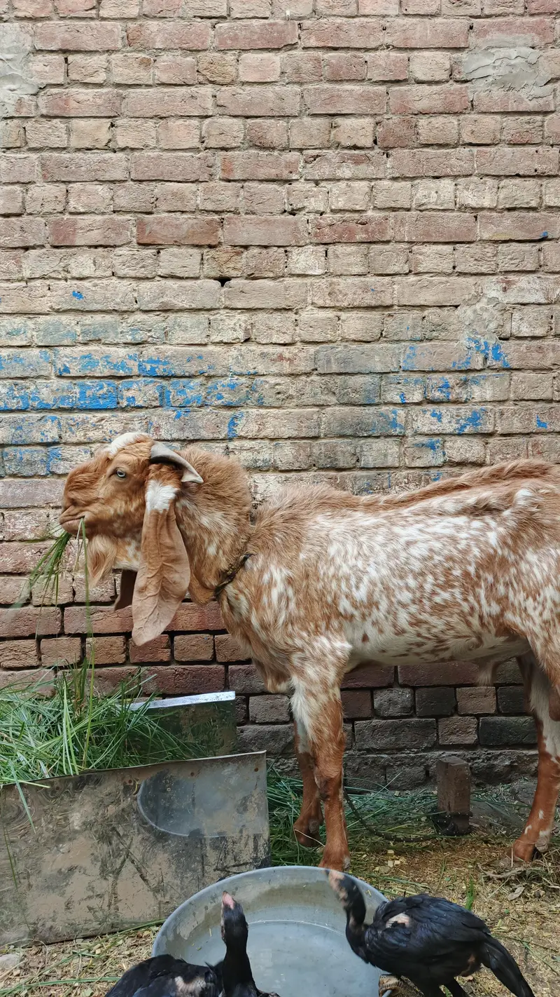 maki china Bakra — photo 3
