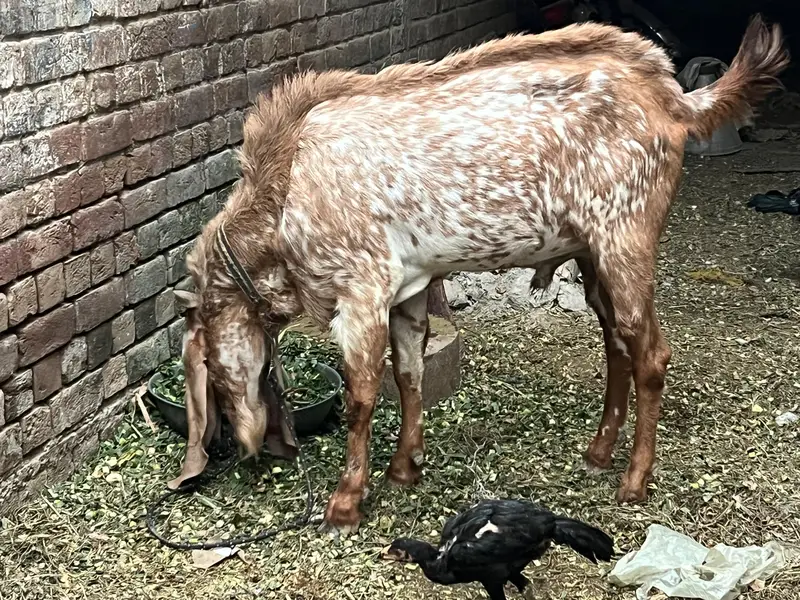 maki china Bakra — photo 5