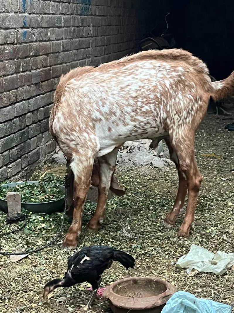 maki china Bakra — photo 6