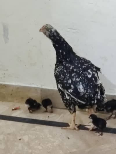 Aseel American Breed Kamal Ki Madi Hai Ma Sha Allah