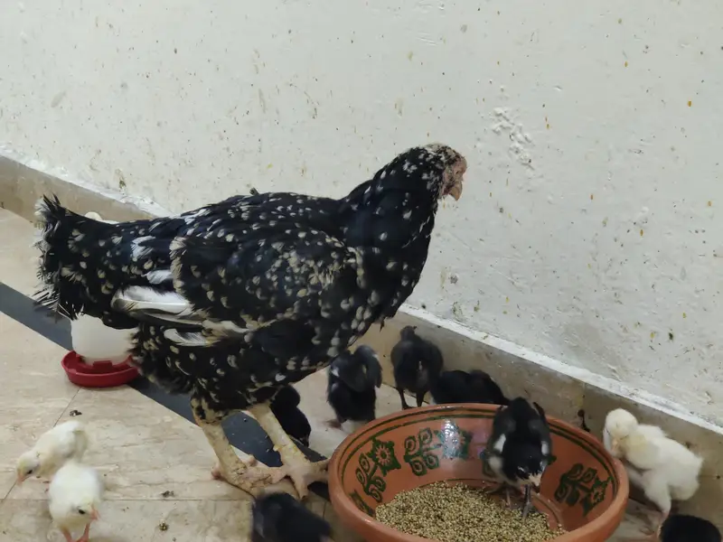 Aseel American Breed Kamal Ki Madi Hai Ma Sha Allah — photo 2