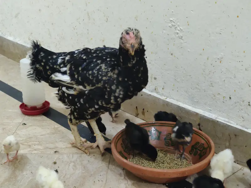 Aseel American Breed Kamal Ki Madi Hai Ma Sha Allah — photo 3
