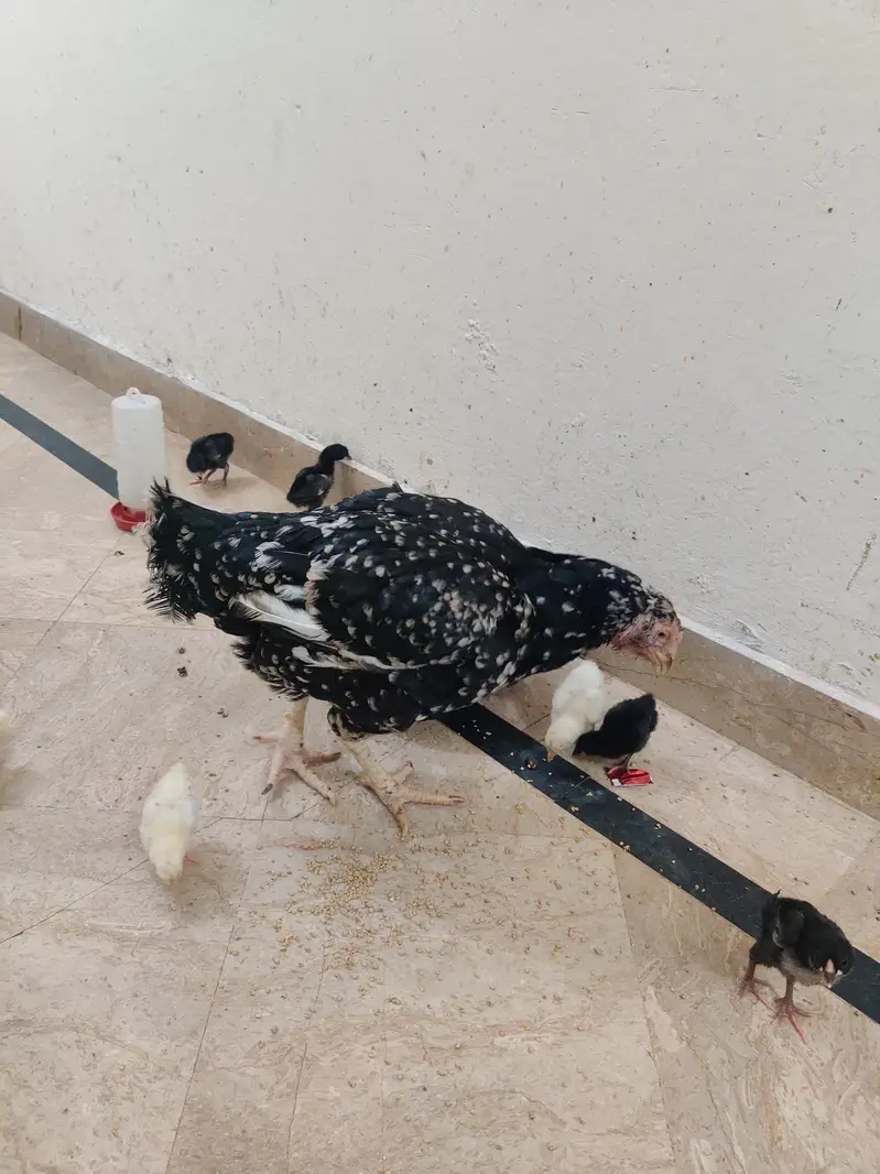 Aseel American Breed Kamal Ki Madi Hai Ma Sha Allah — photo 4
