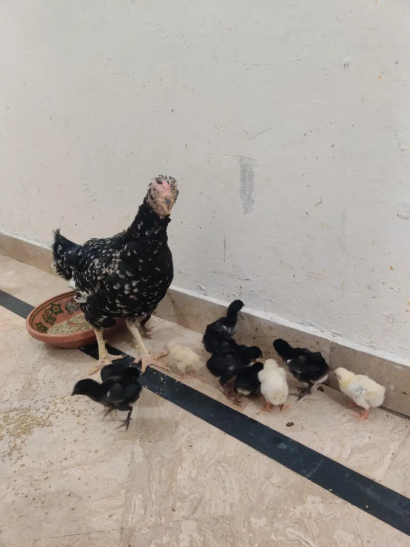 Aseel American Breed Kamal Ki Madi Hai Ma Sha Allah — photo 6