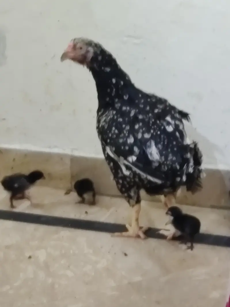 Aseel American Breed Kamal Ki Madi Hai Ma Sha Allah — photo 7