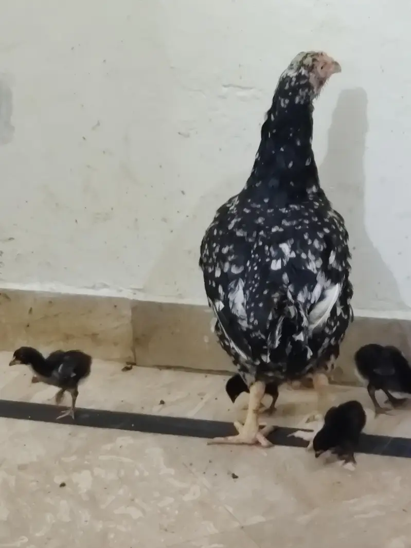 Aseel American Breed Kamal Ki Madi Hai Ma Sha Allah — photo 8