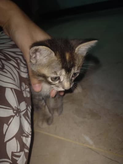 kitten for sale at Lowest price