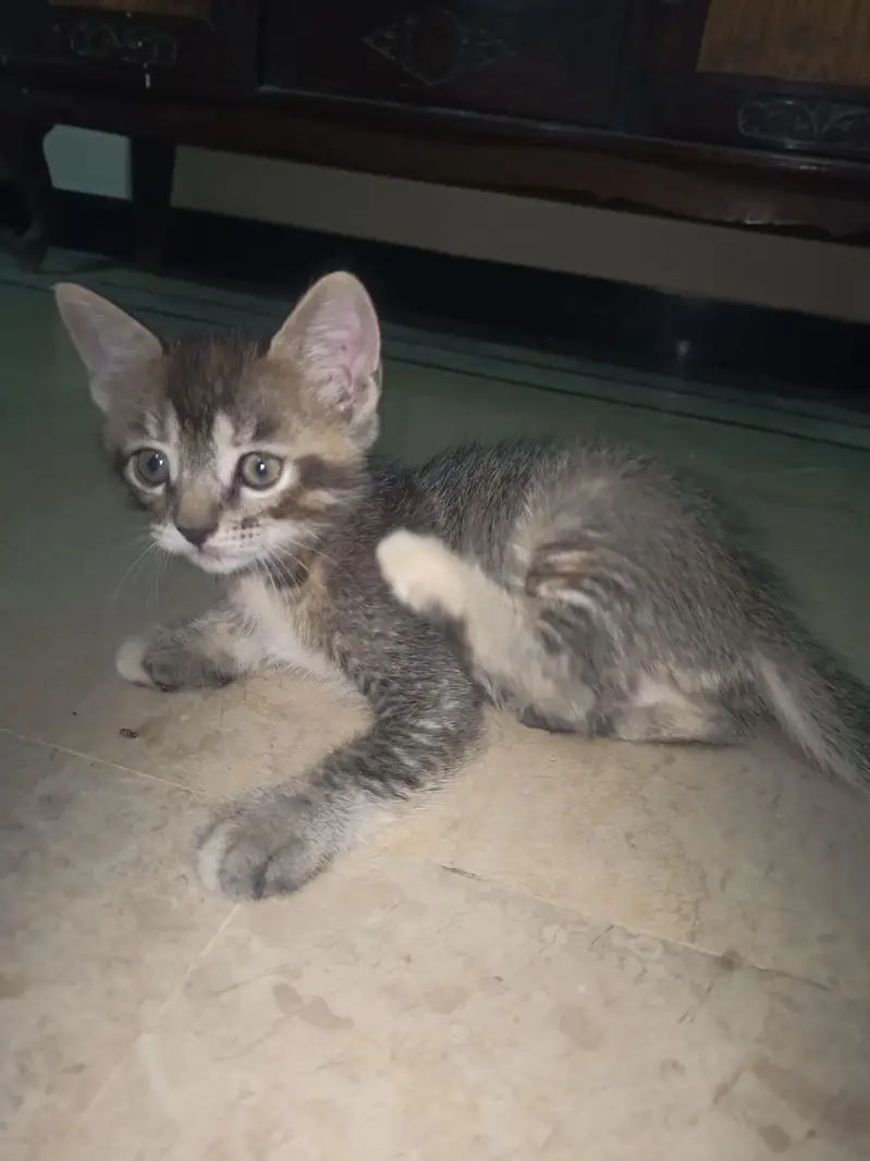 kitten for sale at Lowest price — photo 2