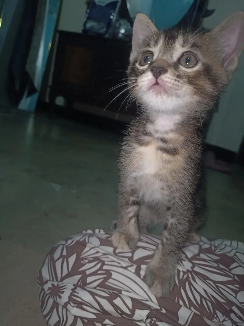 kitten for sale at Lowest price — photo 3