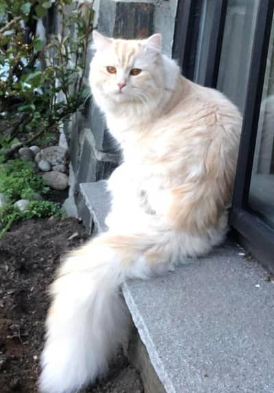 1 year male Persian cat