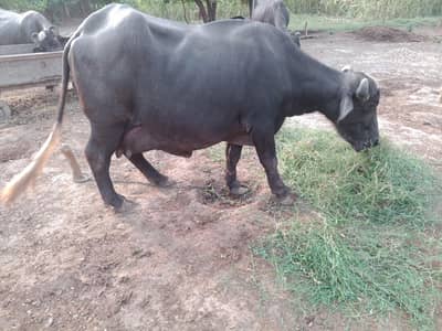 first timer beautiful buffalo for sale