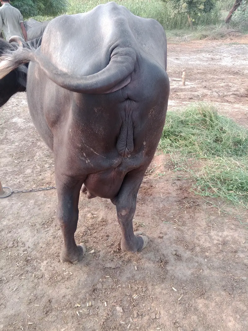 first timer beautiful buffalo for sale — photo 2
