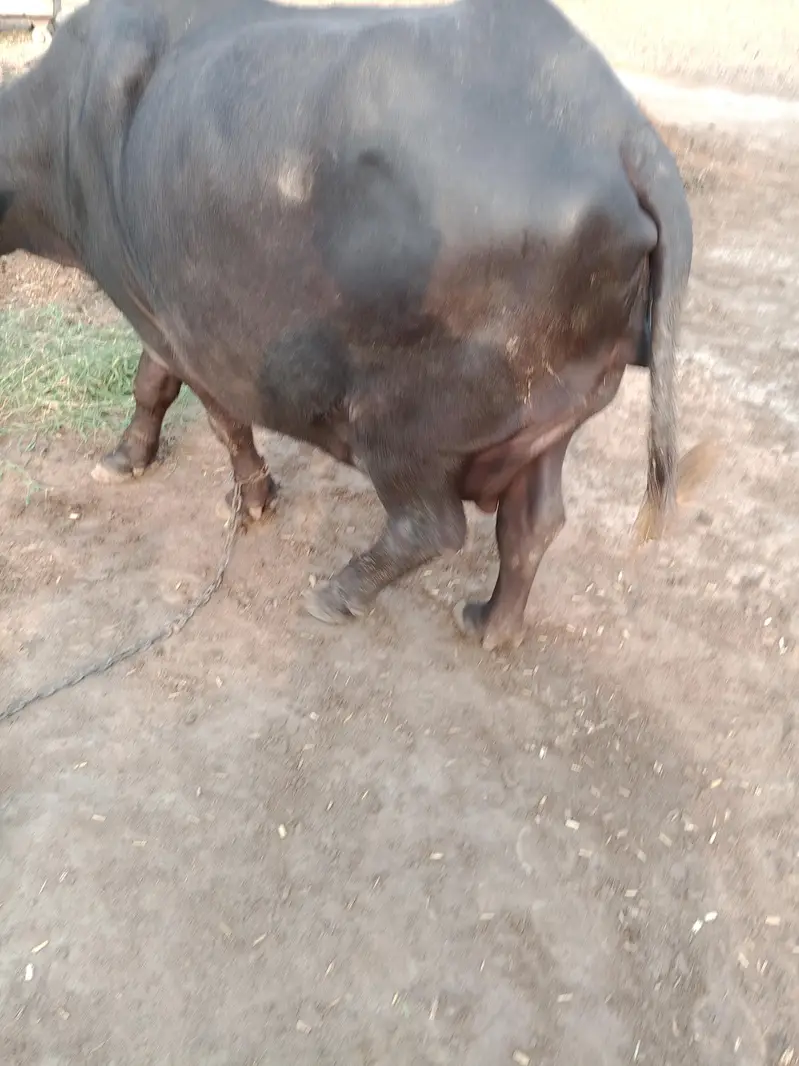 first timer beautiful buffalo for sale — photo 4
