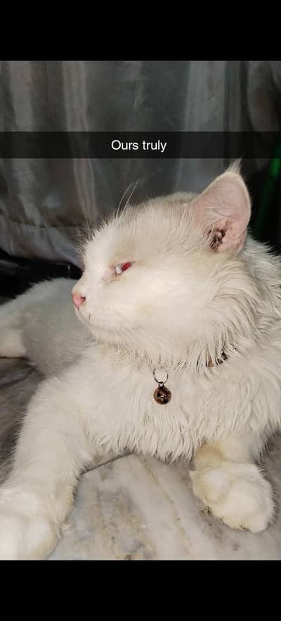 Persian male adult cat