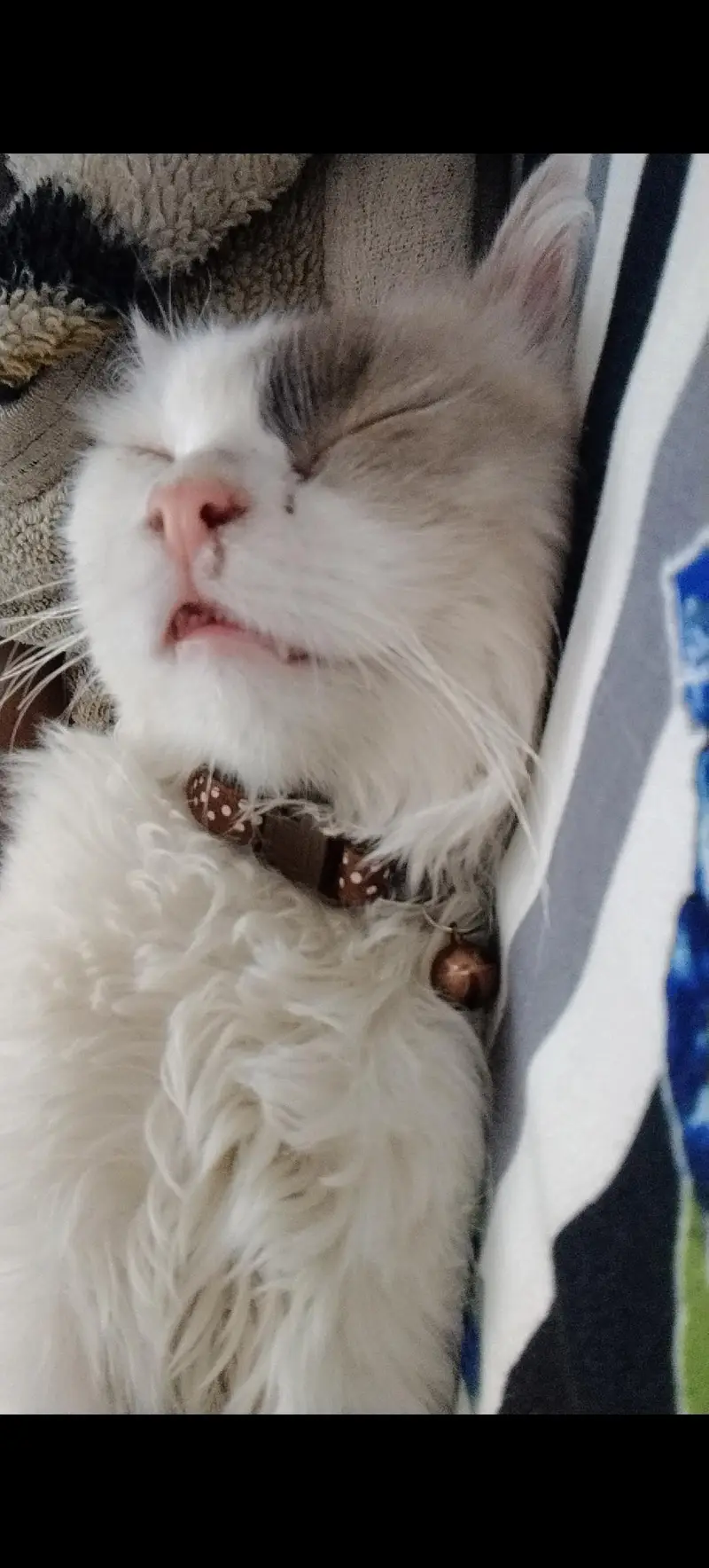 Persian male adult cat — photo 2