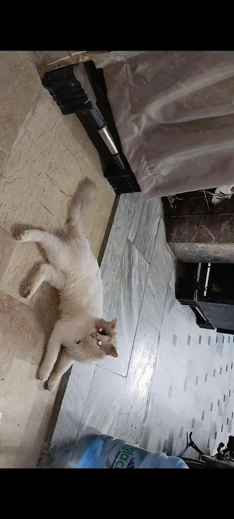 Persian male adult cat — photo 3