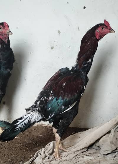 Top quality k pathy for sale
