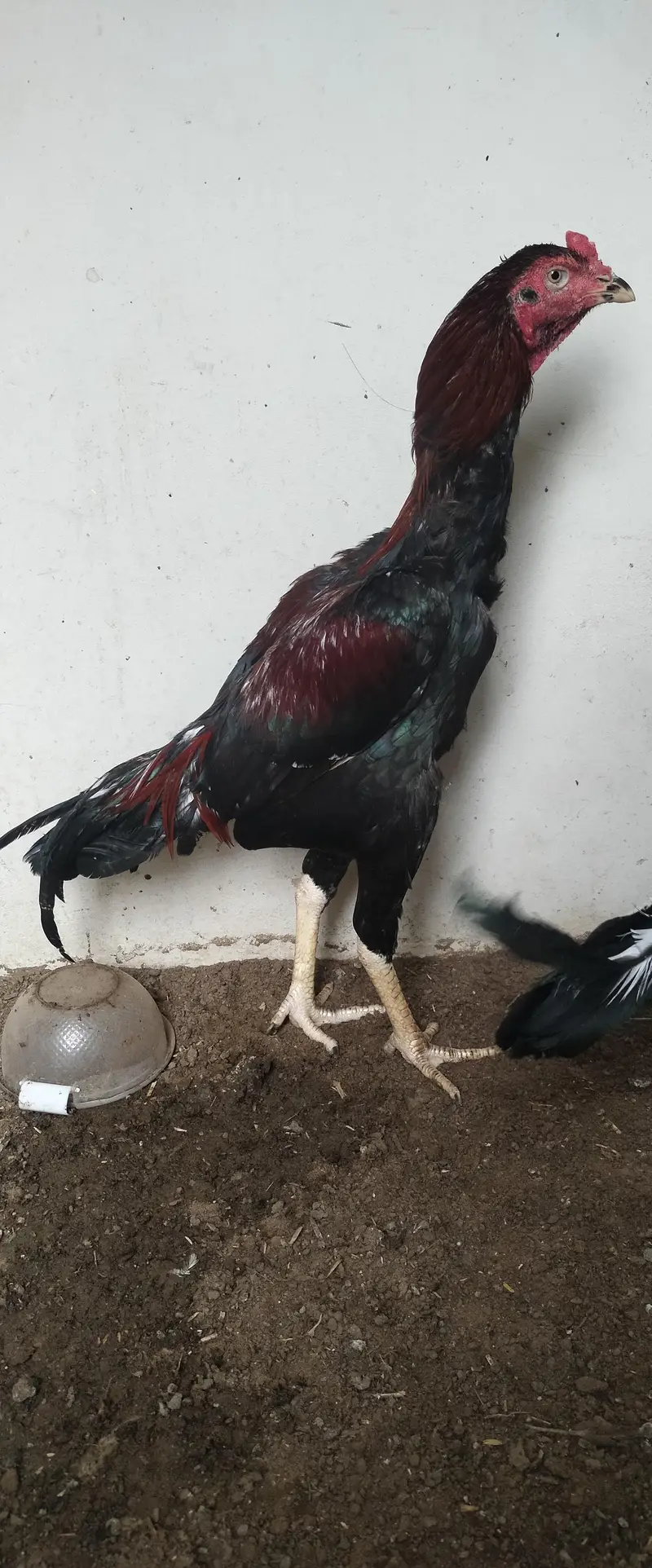 Top quality k pathy for sale — photo 2
