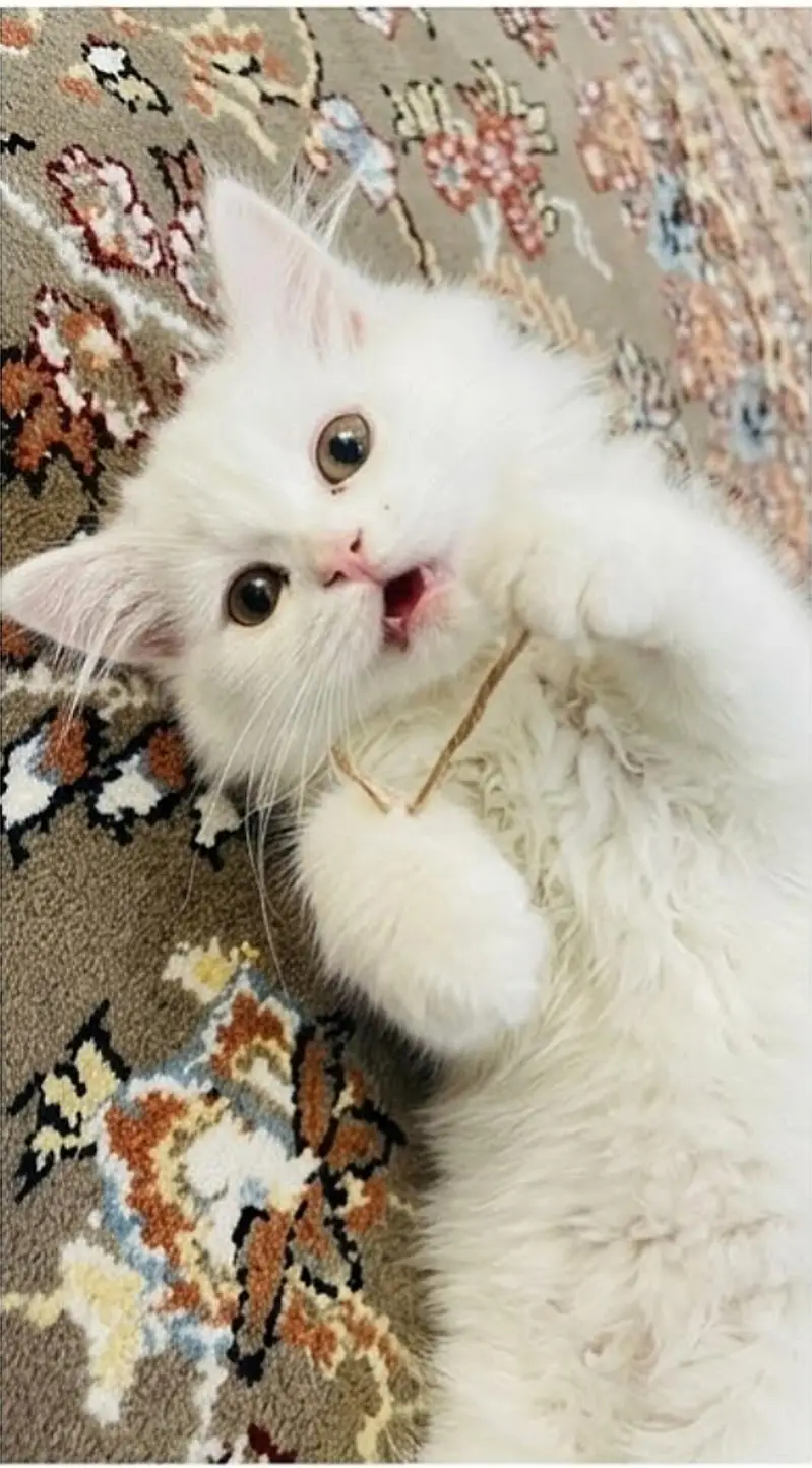 Persian kitten — photo 5
