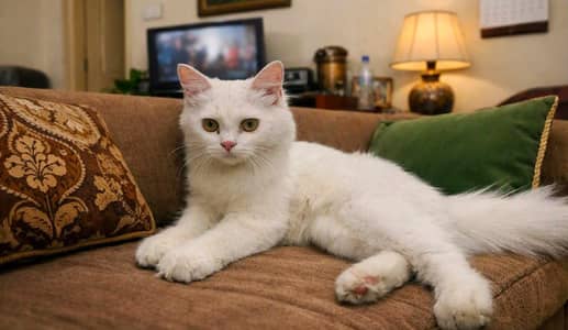 white doll face Persian cat