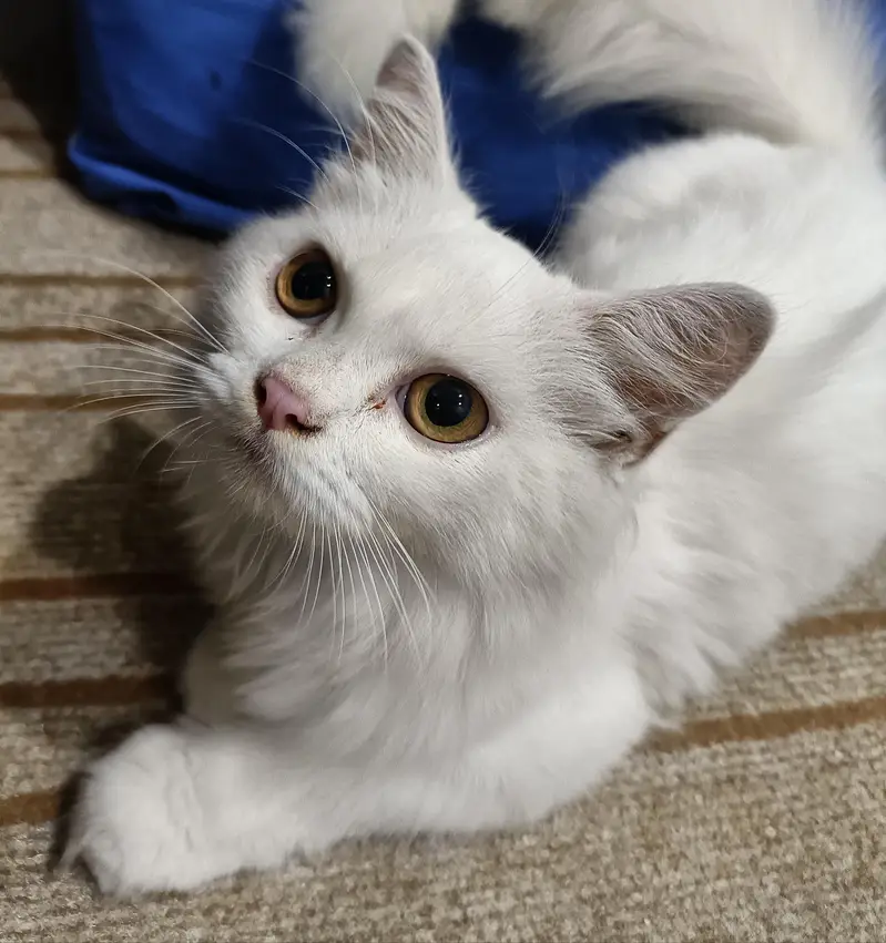 white doll face Persian cat — photo 2