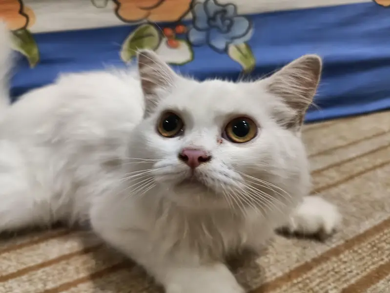white doll face Persian cat — photo 3
