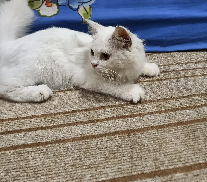 white doll face Persian cat — photo 4