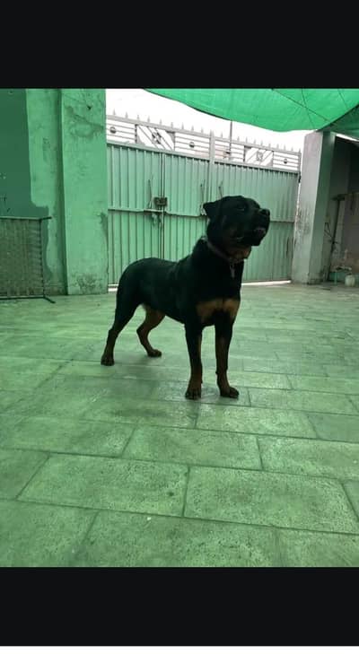 rottweiler dog good health confirm stud male