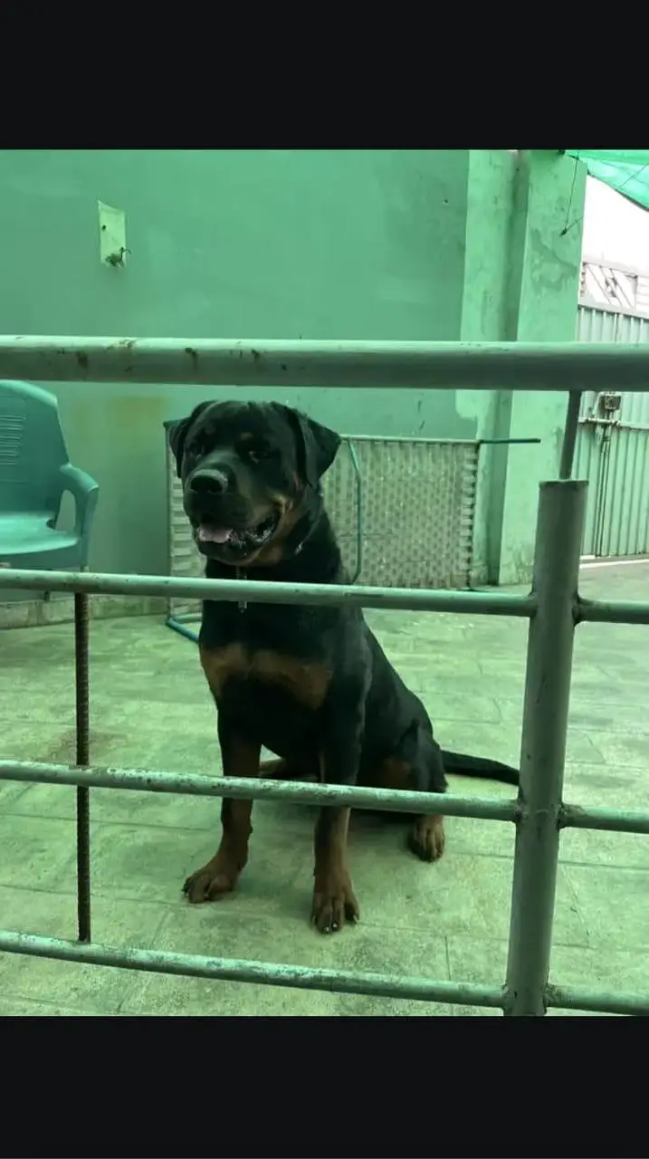 rottweiler dog good health confirm stud male — photo 2