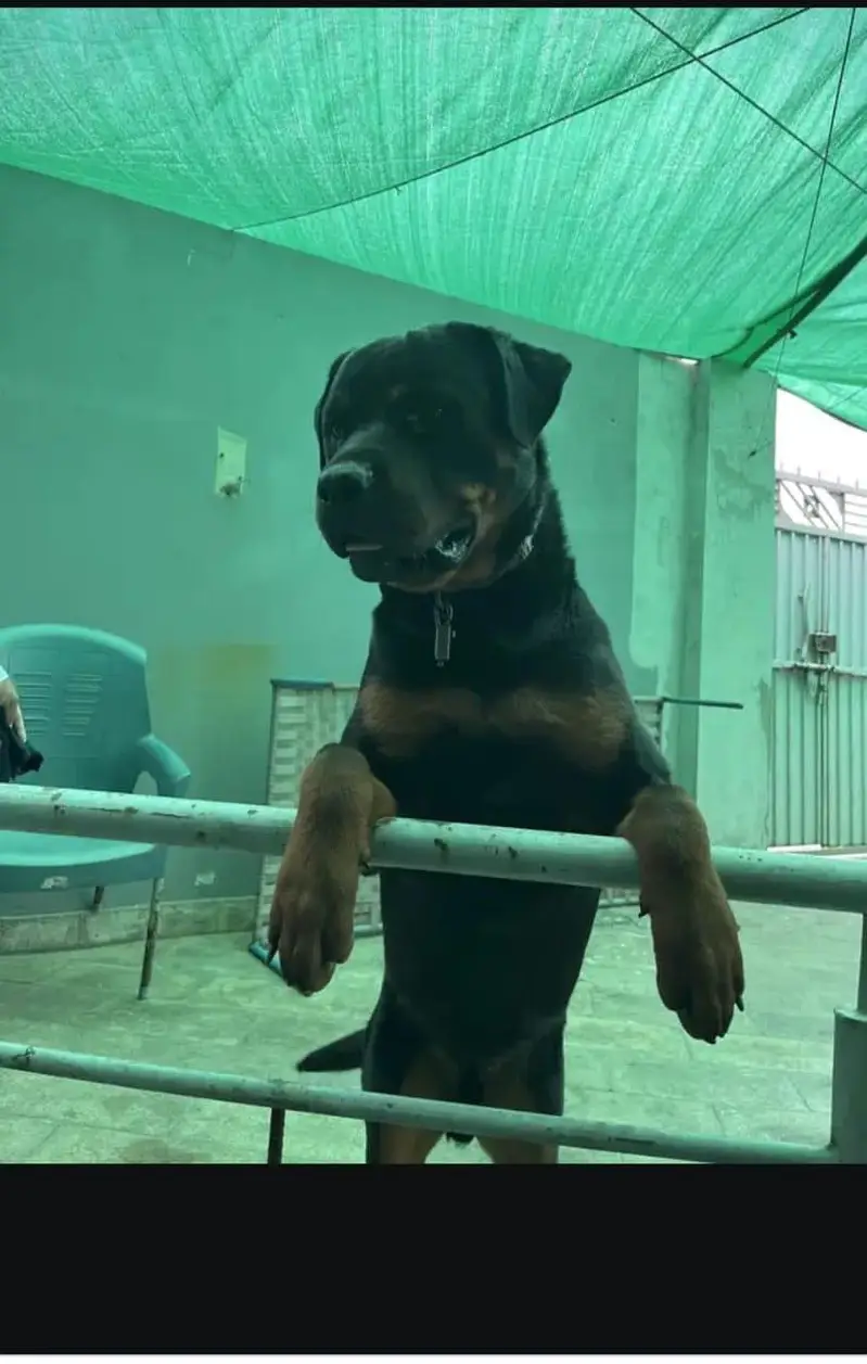 rottweiler dog good health confirm stud male — photo 3
