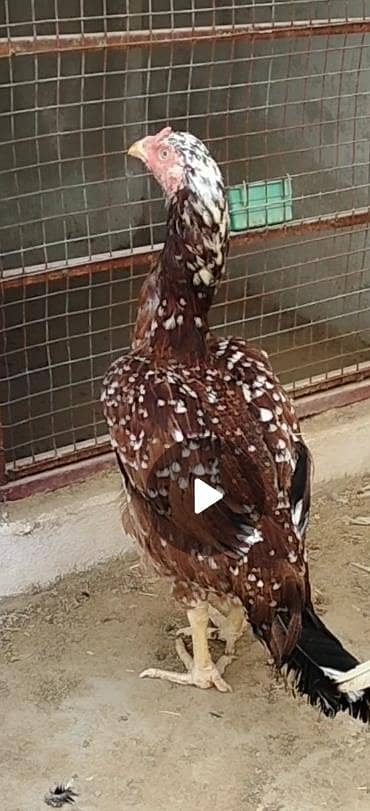 Top quality k pathy for sale