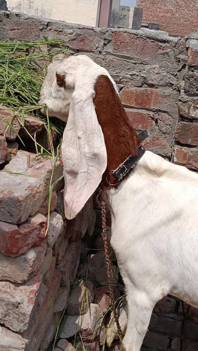 Dood wali pure desi gabban bakri