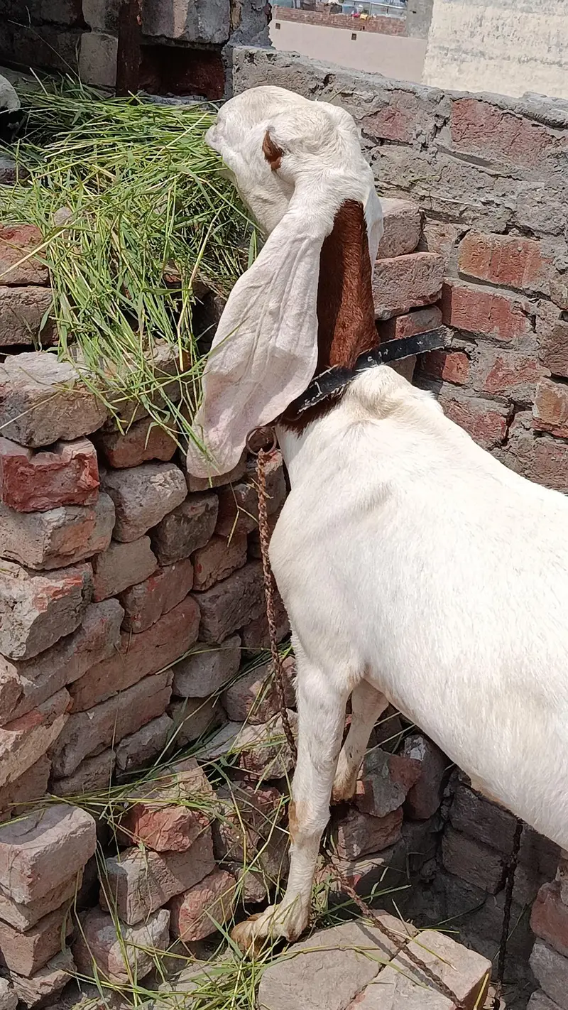 Dood wali pure desi gabban bakri — photo 2