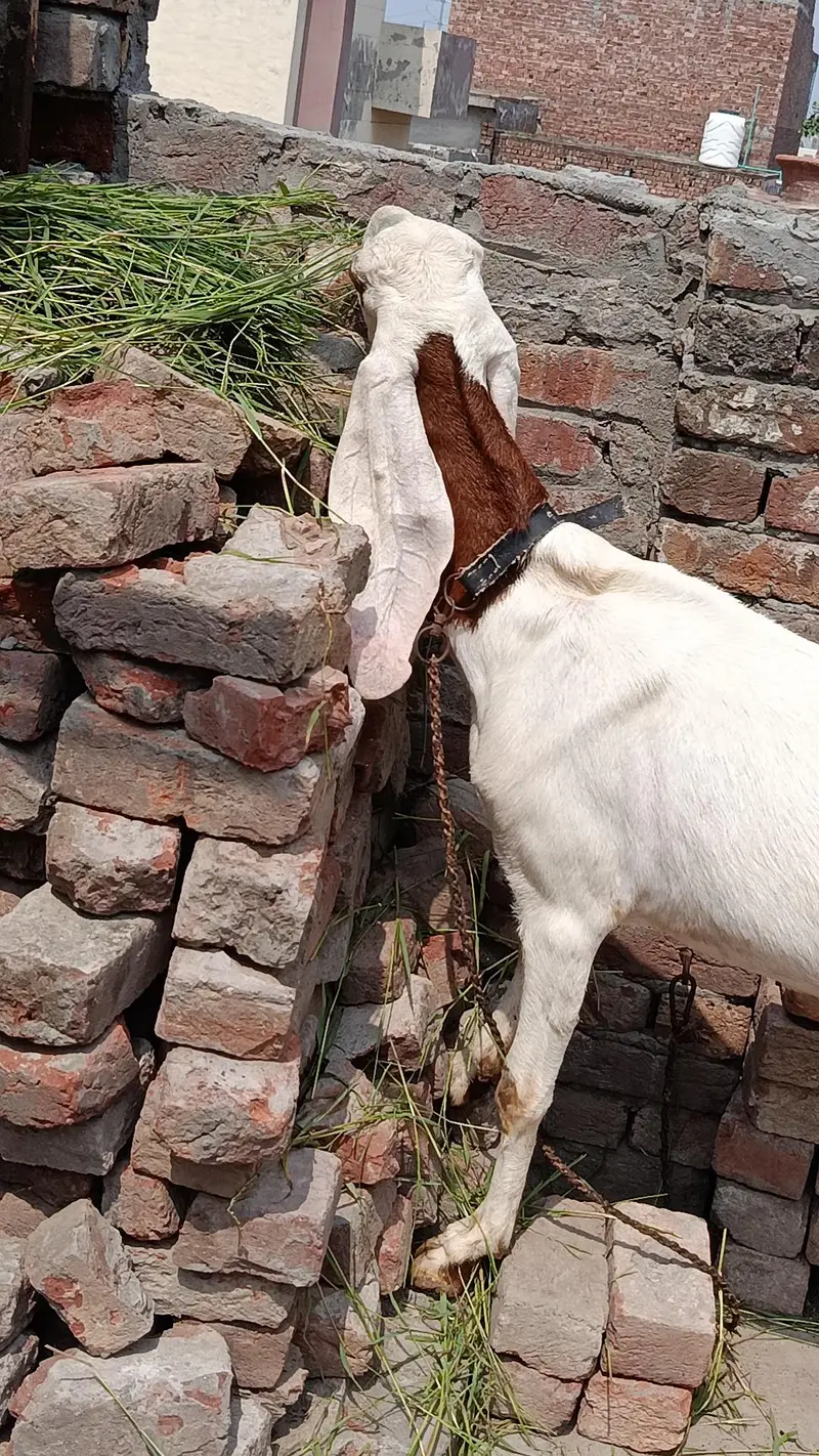 Dood wali pure desi gabban bakri — photo 3