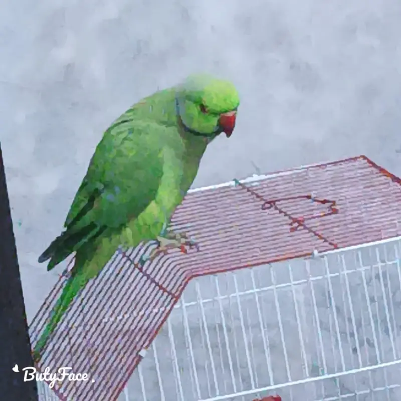 Green ring neck parrot full active o bite hand time  big side