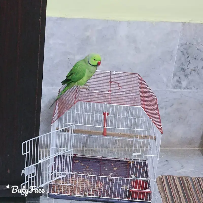 Green ring neck parrot full active o bite hand time  big side — photo 2