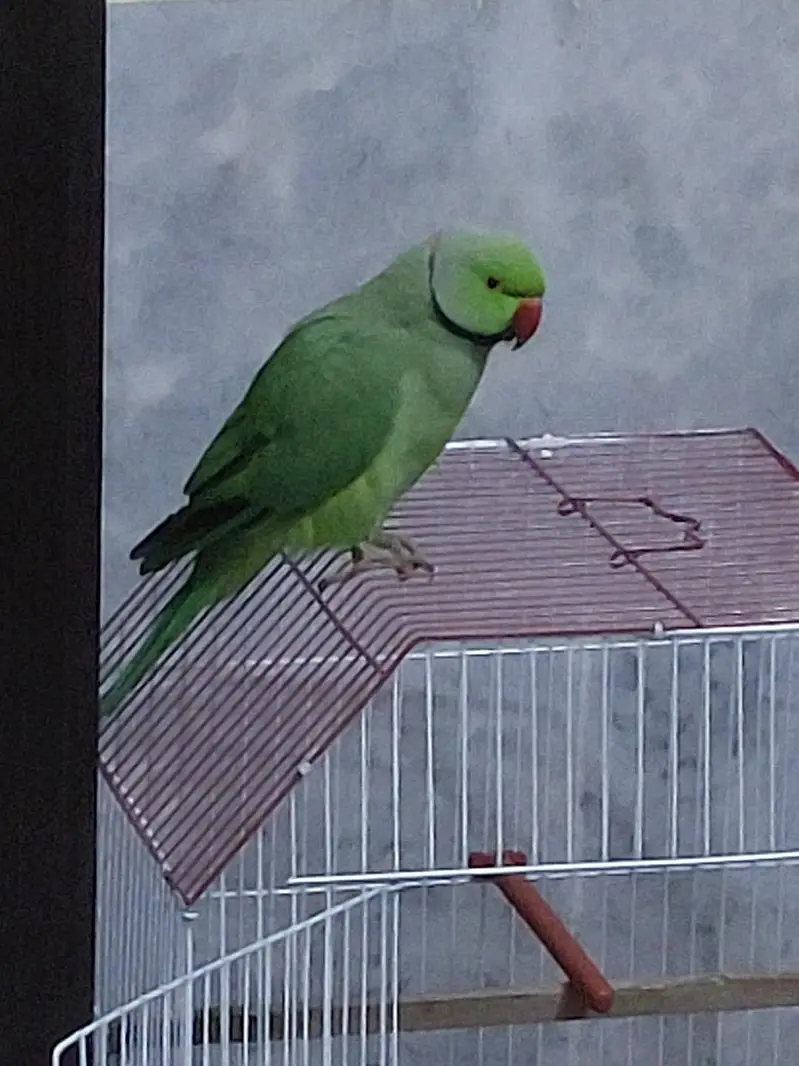 Green ring neck parrot full active o bite hand time  big side — photo 3