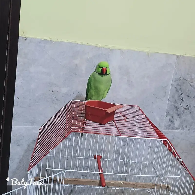 Green ring neck parrot full active o bite hand time  big side — photo 4