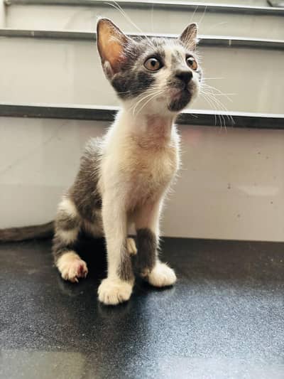 kitten up for adoption