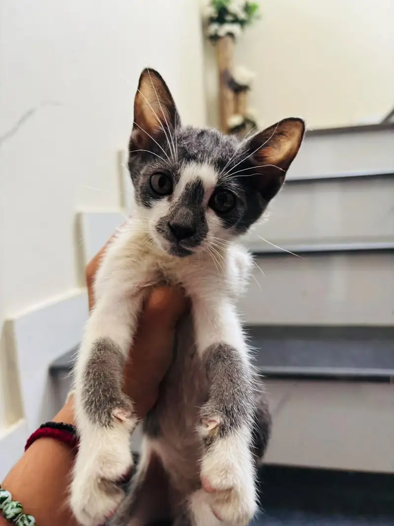kitten up for adoption — photo 2