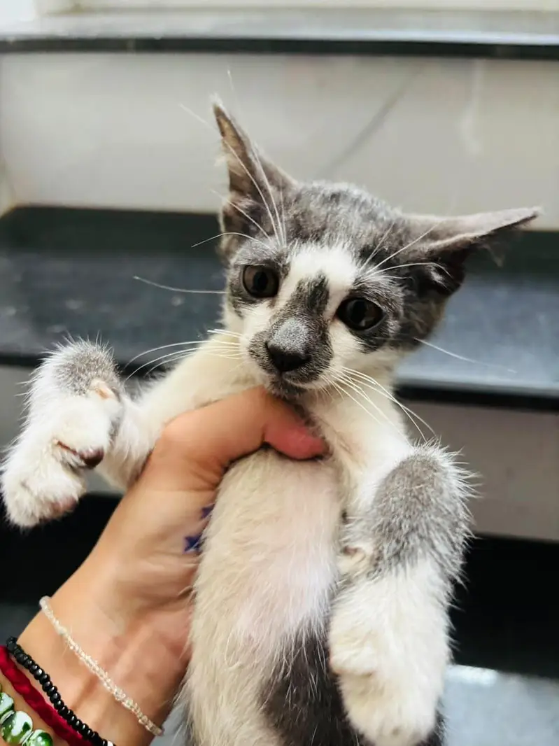 kitten up for adoption — photo 3
