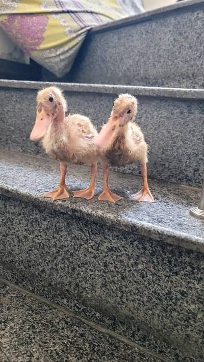 Ducklings for sale