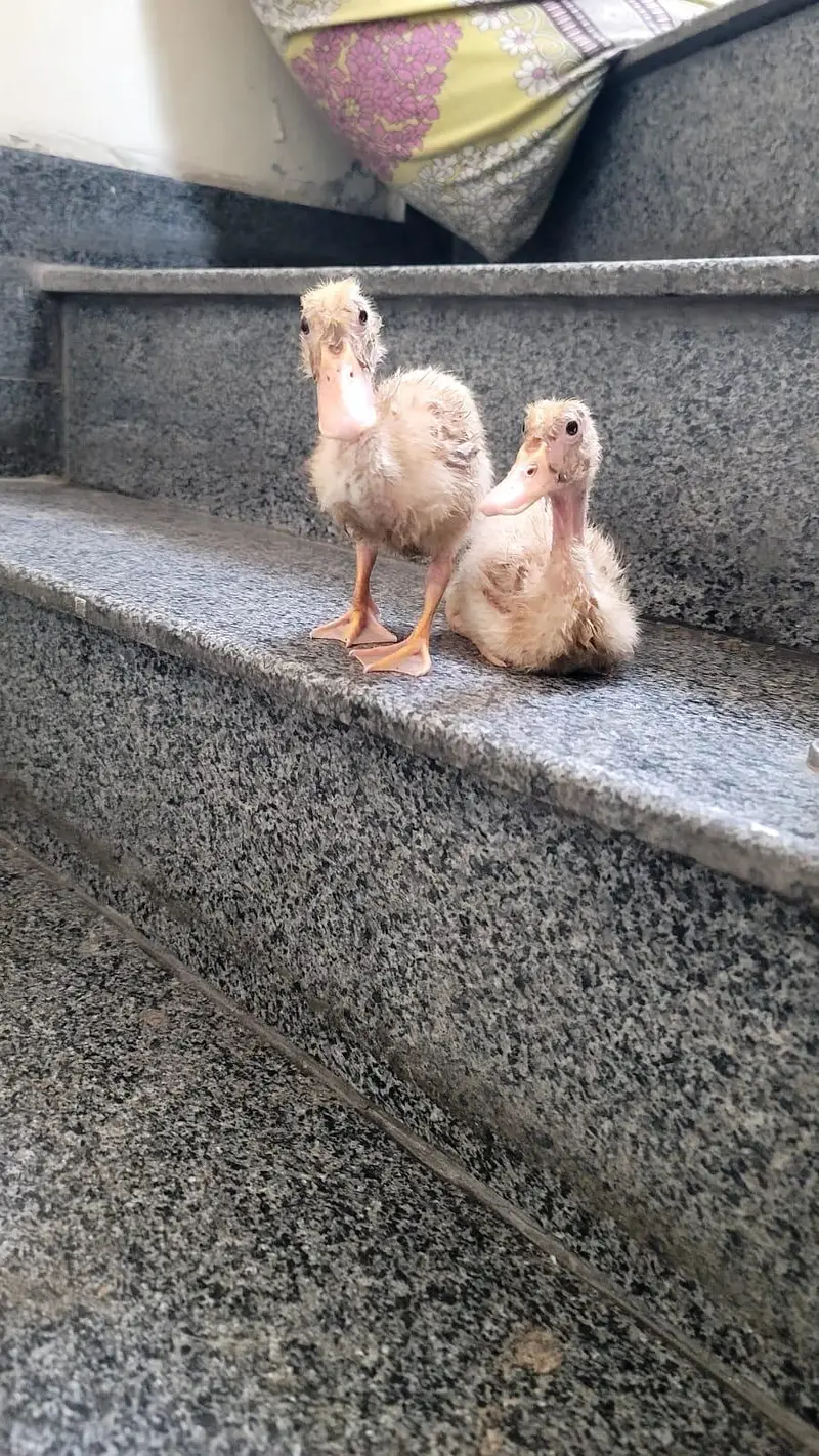 Ducklings for sale — photo 2