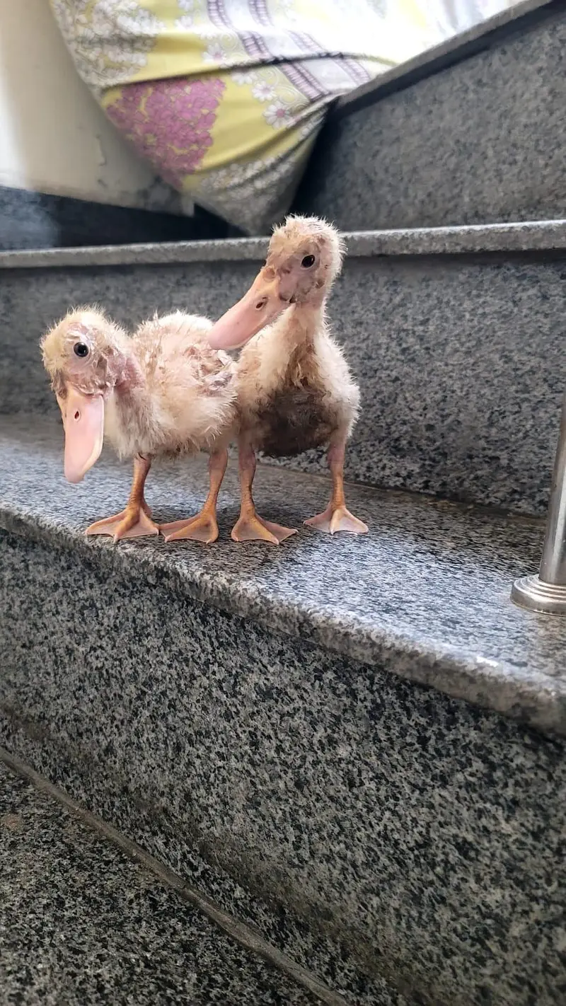 Ducklings for sale — photo 3