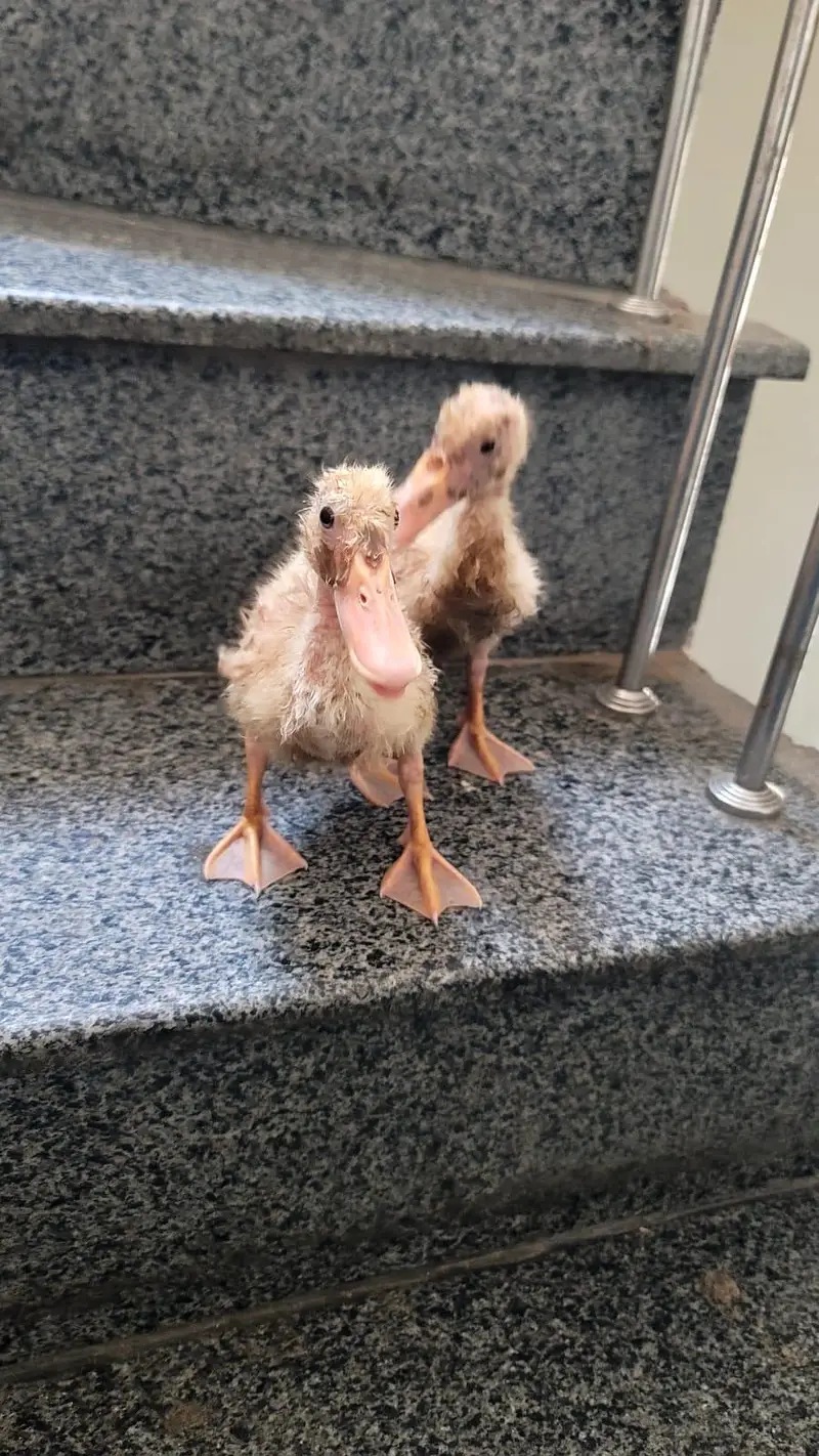 Ducklings for sale — photo 4