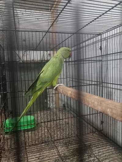 Ringneck breeder male talking on mod fartil male hai