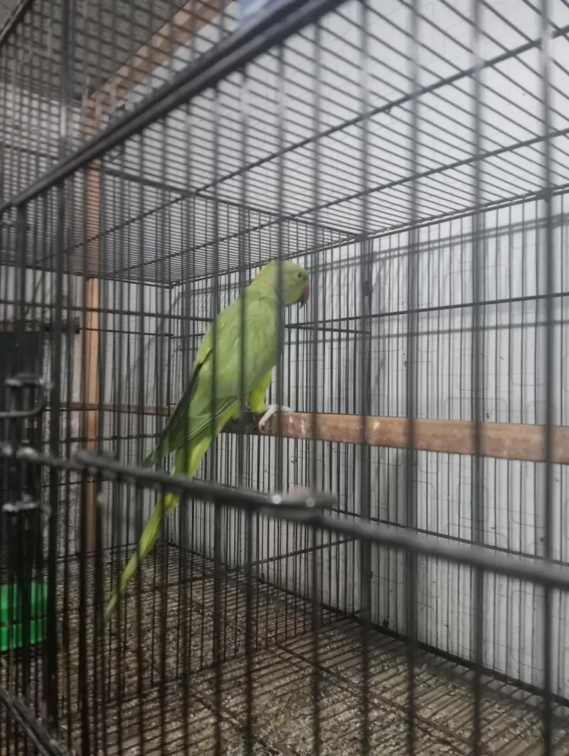 Ringneck breeder male talking on mod fartil male hai — photo 2