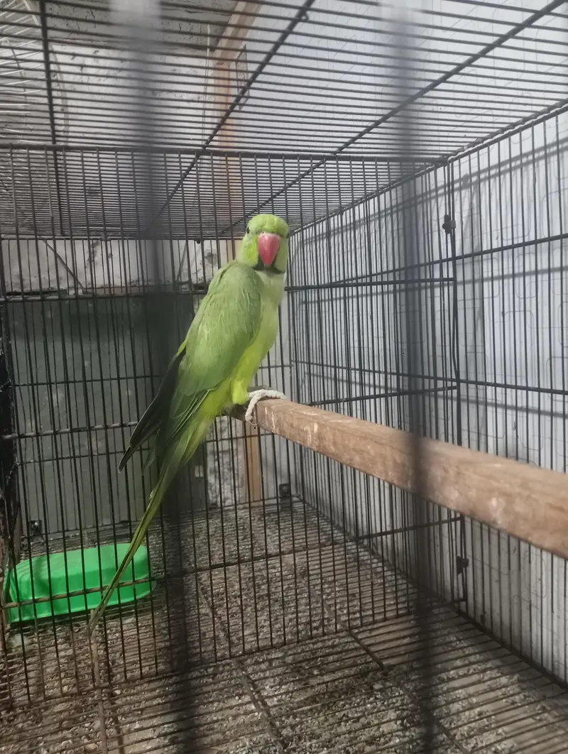 Ringneck breeder male talking on mod fartil male hai — photo 3