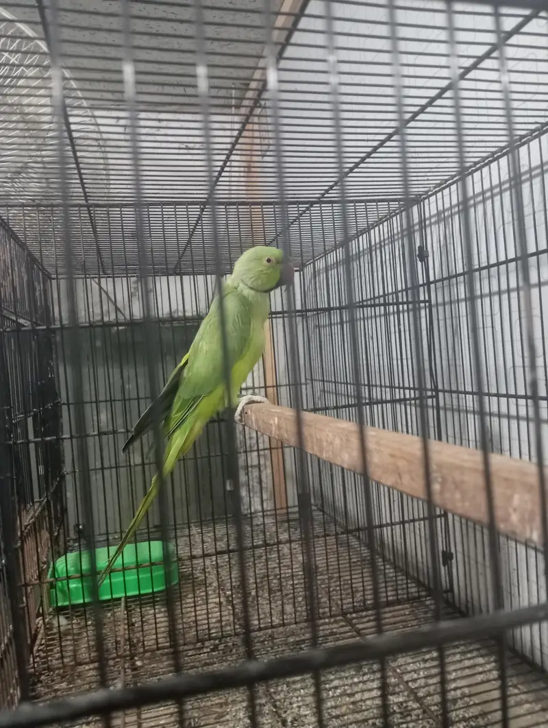 Ringneck breeder male talking on mod fartil male hai — photo 4