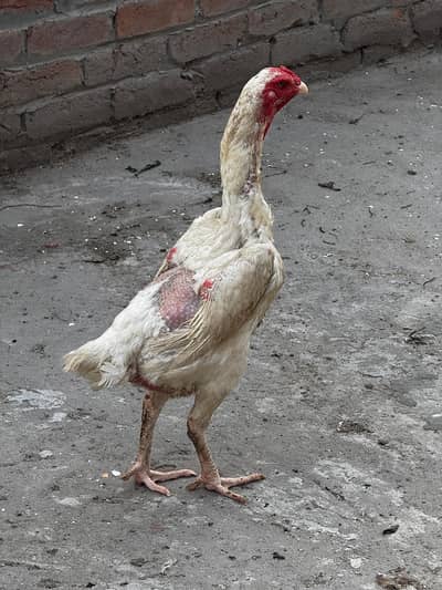WHITE OH SHAMO